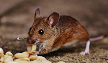 24 Hour & Emergency Exterminators in Ruby, SC